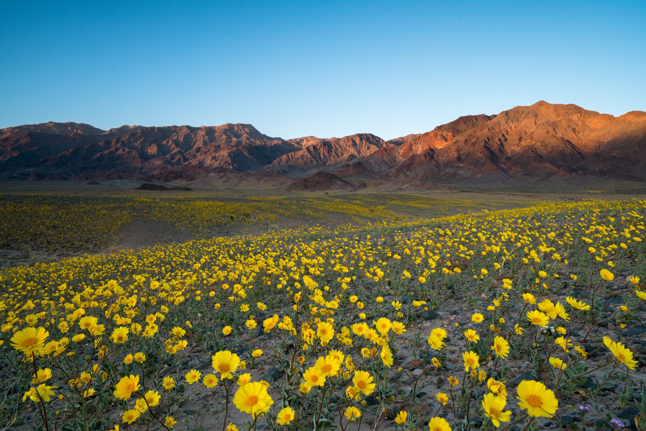 Super bloom of wild flowers in spring at Death Valley National Park