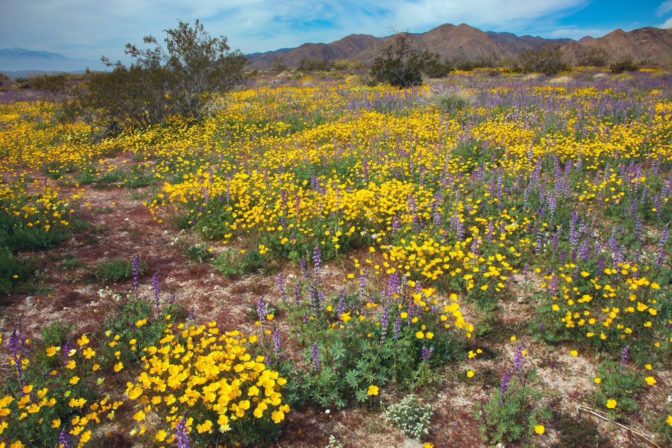 Super bloom wildflowers in Joshua Tree National Park, California in spring