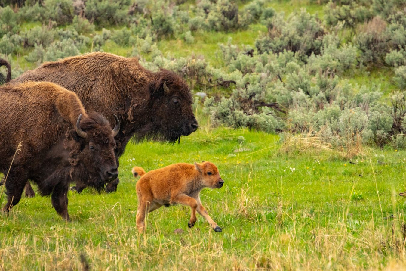 A bison calf and two adults in Lamar Valley in Yellowstone National Park.