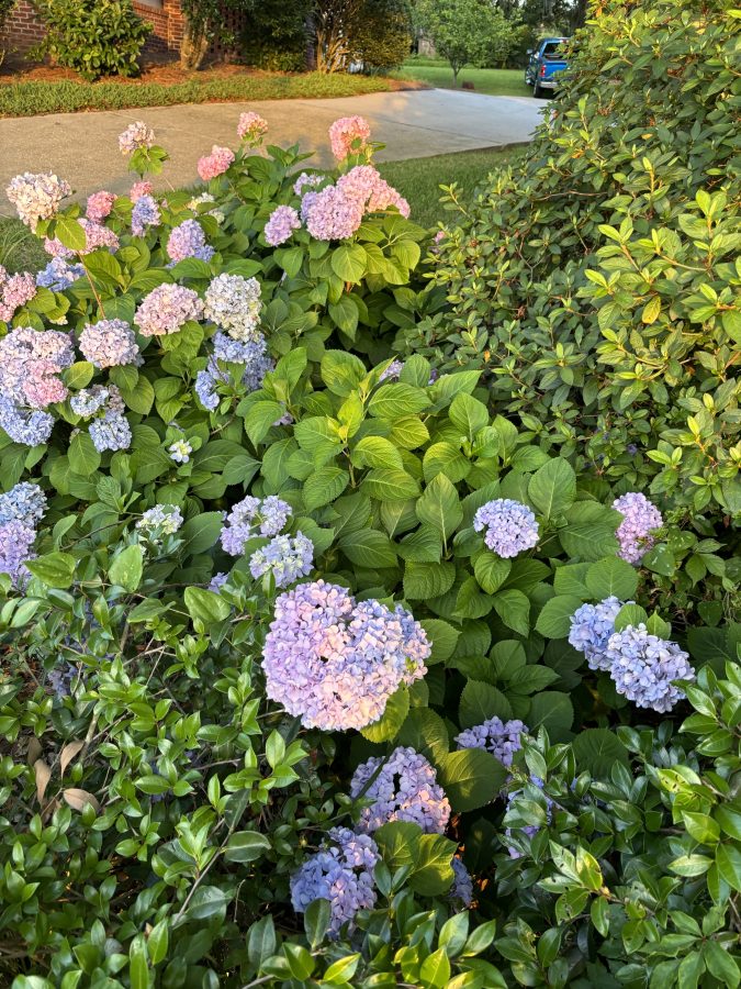 A light purple hydrangea bush in full summer bloom - see great instagram captions for summer