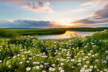 Beautiful summer natural landscape with lake and wildflowers at sunset